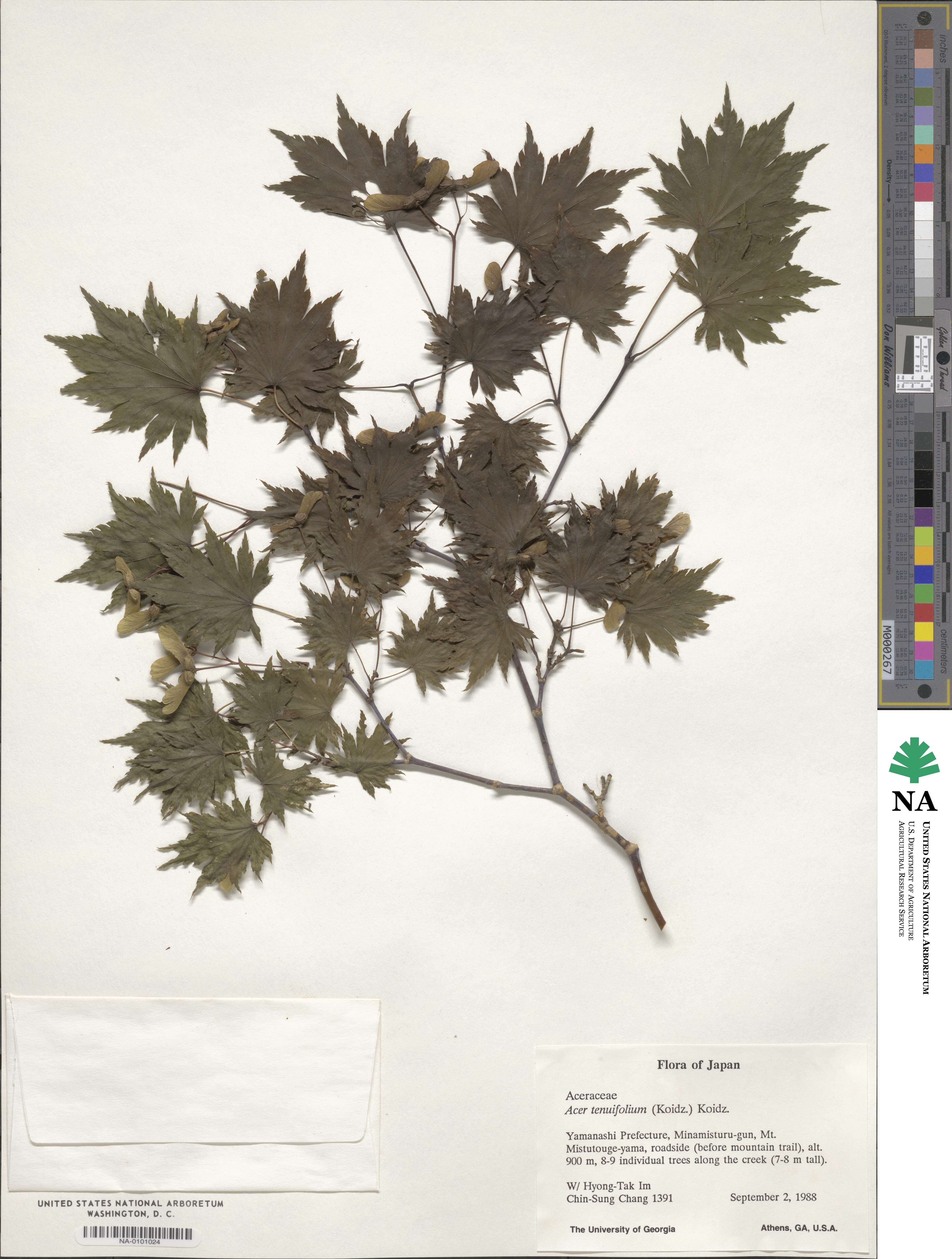 Acer shirasawanum image