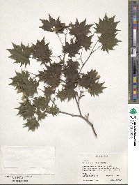 Acer shirasawanum image