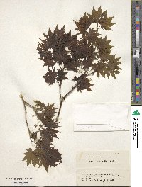 Acer shirasawanum image