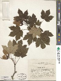 Acer heldreichii subsp. trautvetteri image