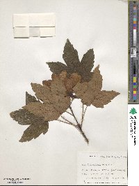 Acer heldreichii subsp. trautvetteri image