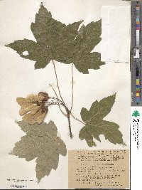 Acer heldreichii subsp. trautvetteri image