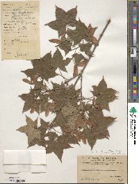 Acer truncatum image