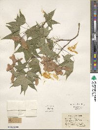 Acer truncatum image