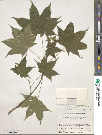 Acer truncatum image