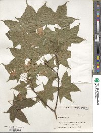 Acer pictum image