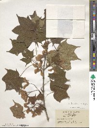 Acer pictum subsp. mayrii image