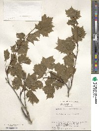 Acer tschonoskii image