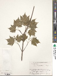 Acer tschonoskii image