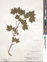 Acer tschonoskii image