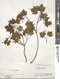 Acer tschonoskii image