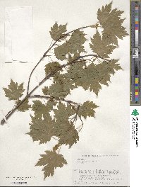 Acer tschonoskii image