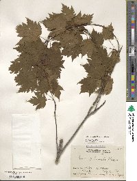 Acer tschonoskii image