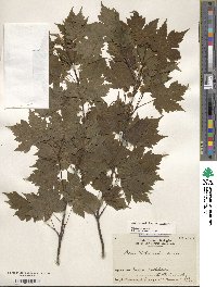 Acer tschonoskii image