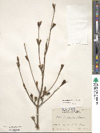 Acer tschonoskii image