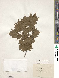 Acer tschonoskii image