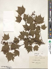 Acer tschonoskii image