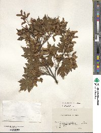 Acer tschonoskii image