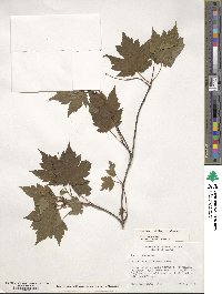 Acer tschonoskii image