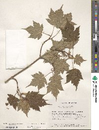 Acer tschonoskii image