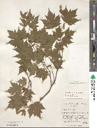 Acer tschonoskii image