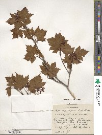 Acer tschonoskii image