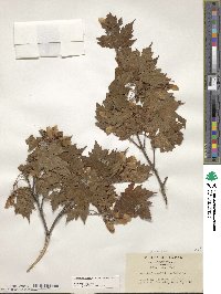 Acer tschonoskii image