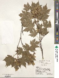 Acer tschonoskii image