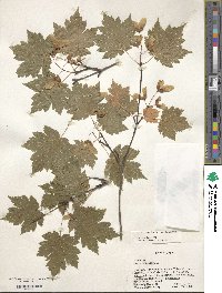 Acer tschonoskii image