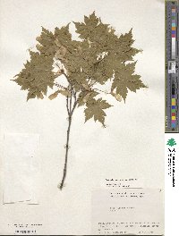 Acer tschonoskii image