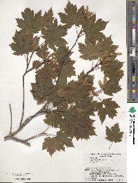 Acer tschonoskii image