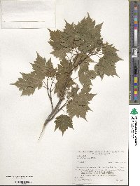 Acer tschonoskii image