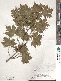 Acer tschonoskii image