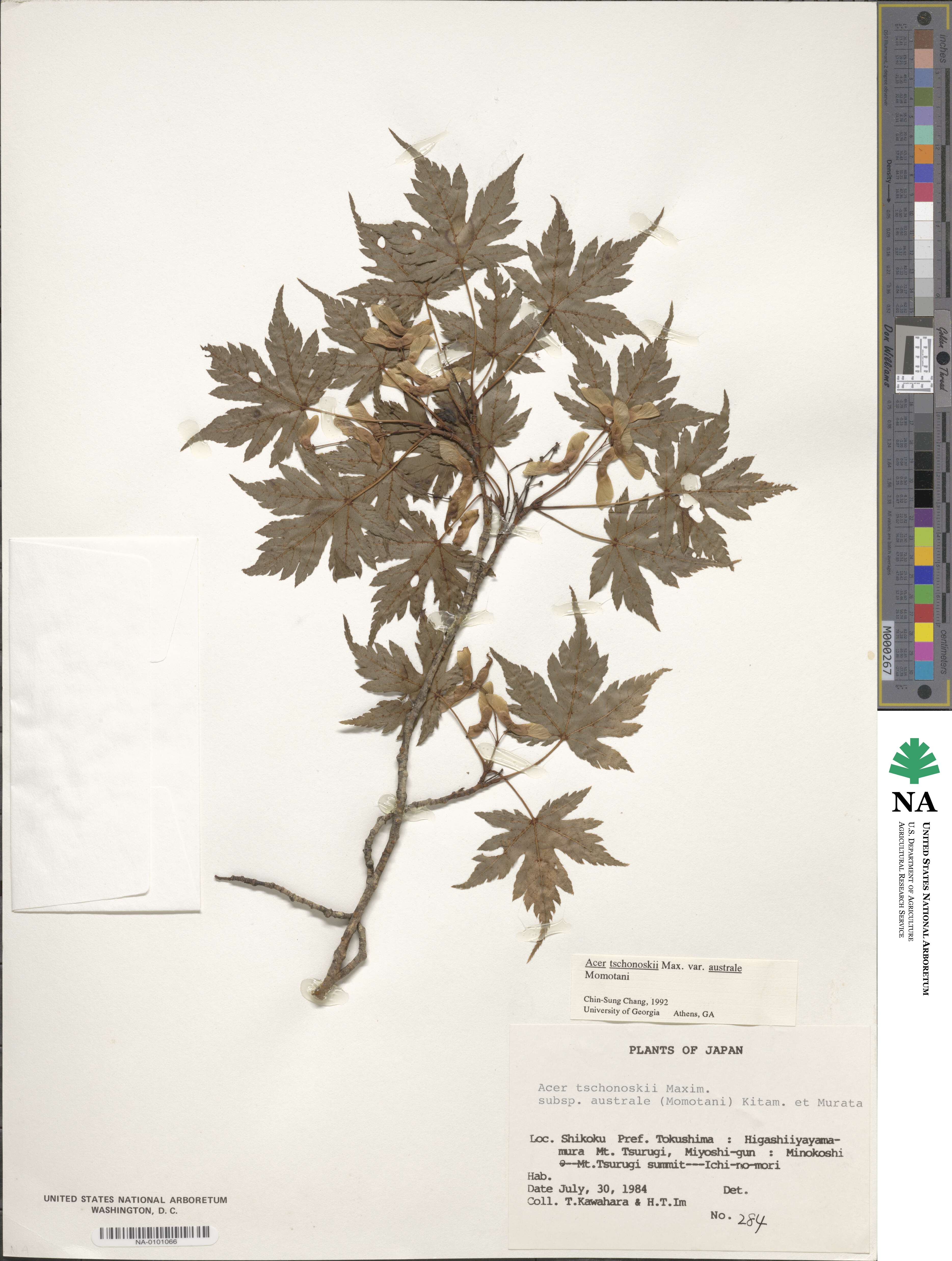 Acer tschonoskii var. australe image