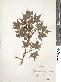 Acer tschonoskii var. australe image