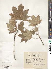 Acer platanoides image