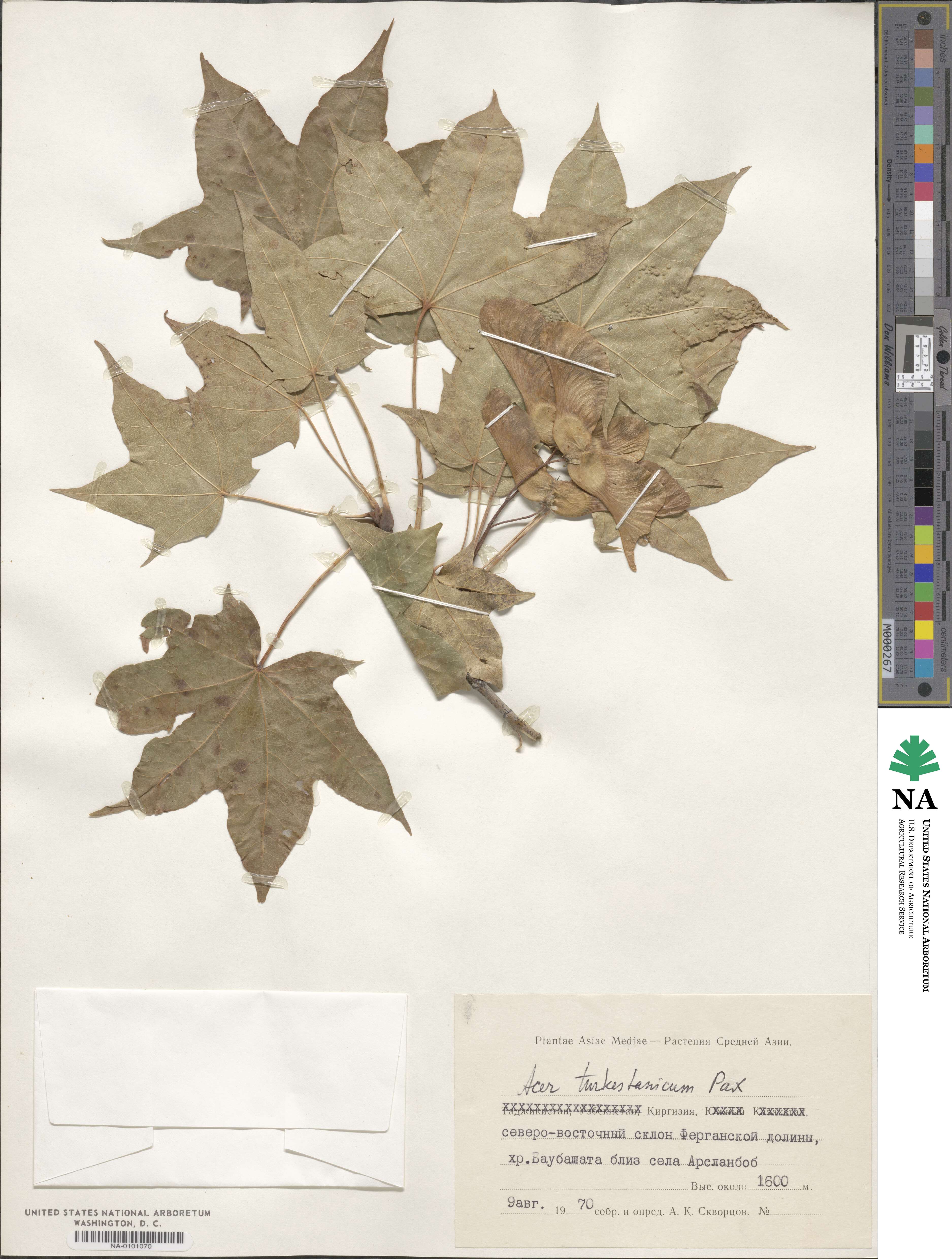 Acer platanoides subsp. turkestanicum image