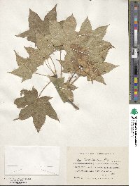 Acer platanoides image