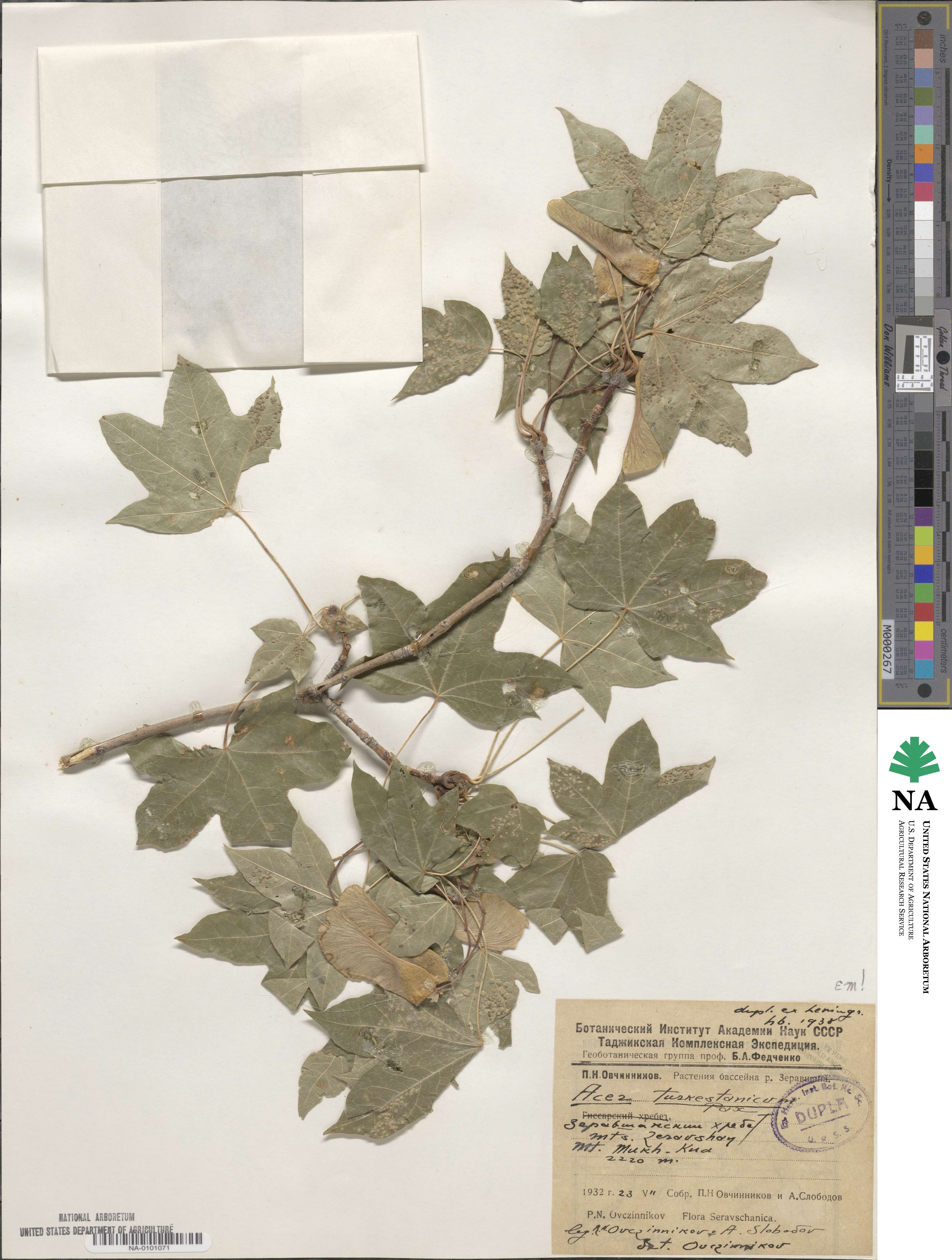 Acer platanoides subsp. turkestanicum image