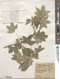 Acer platanoides image