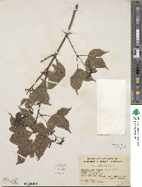 Acer tutcheri image