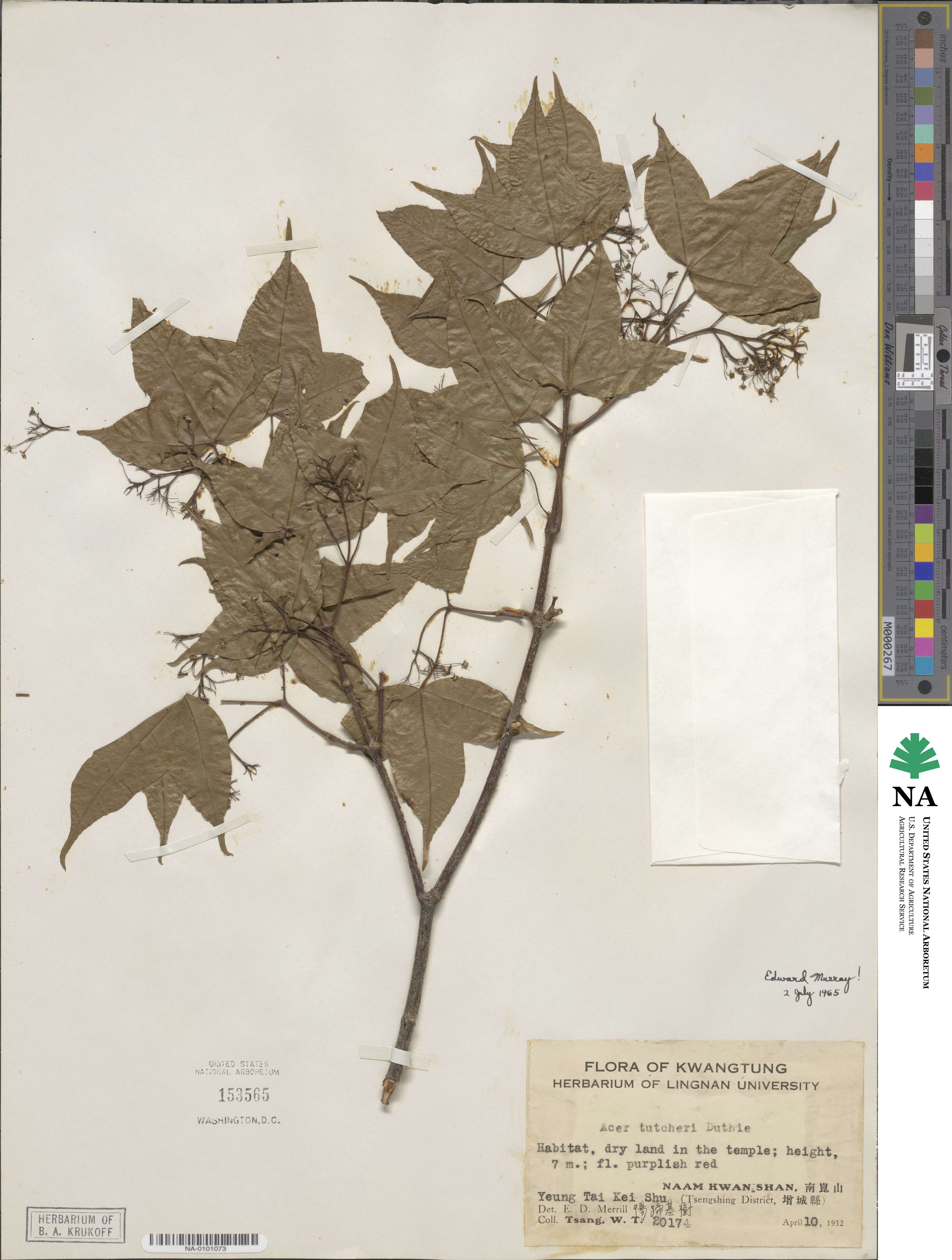 Acer tutcheri image