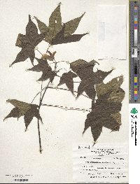 Acer ukurunduense image