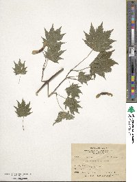 Acer ukurunduense image