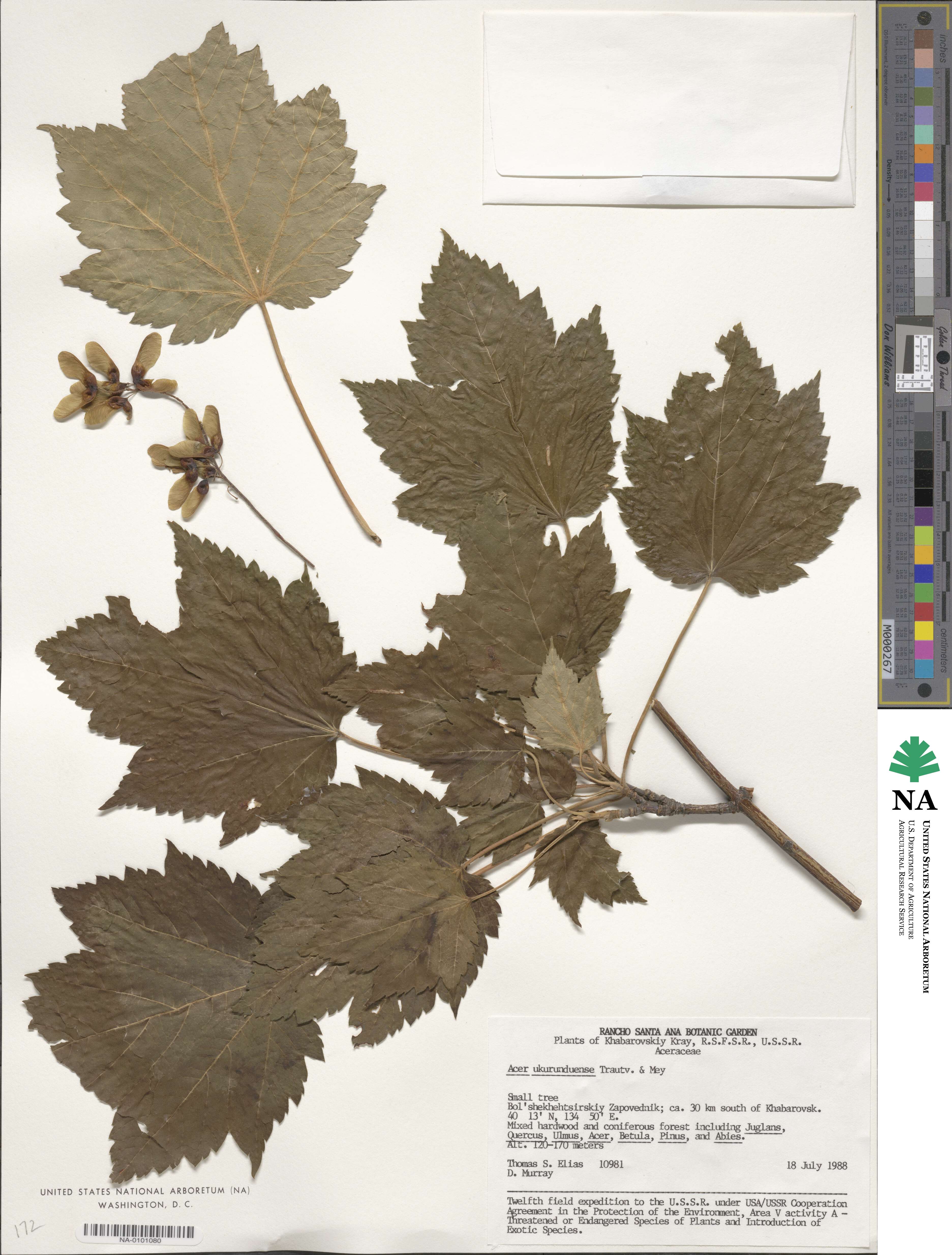 Acer ukurunduense image