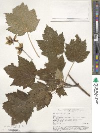 Acer ukurunduense image