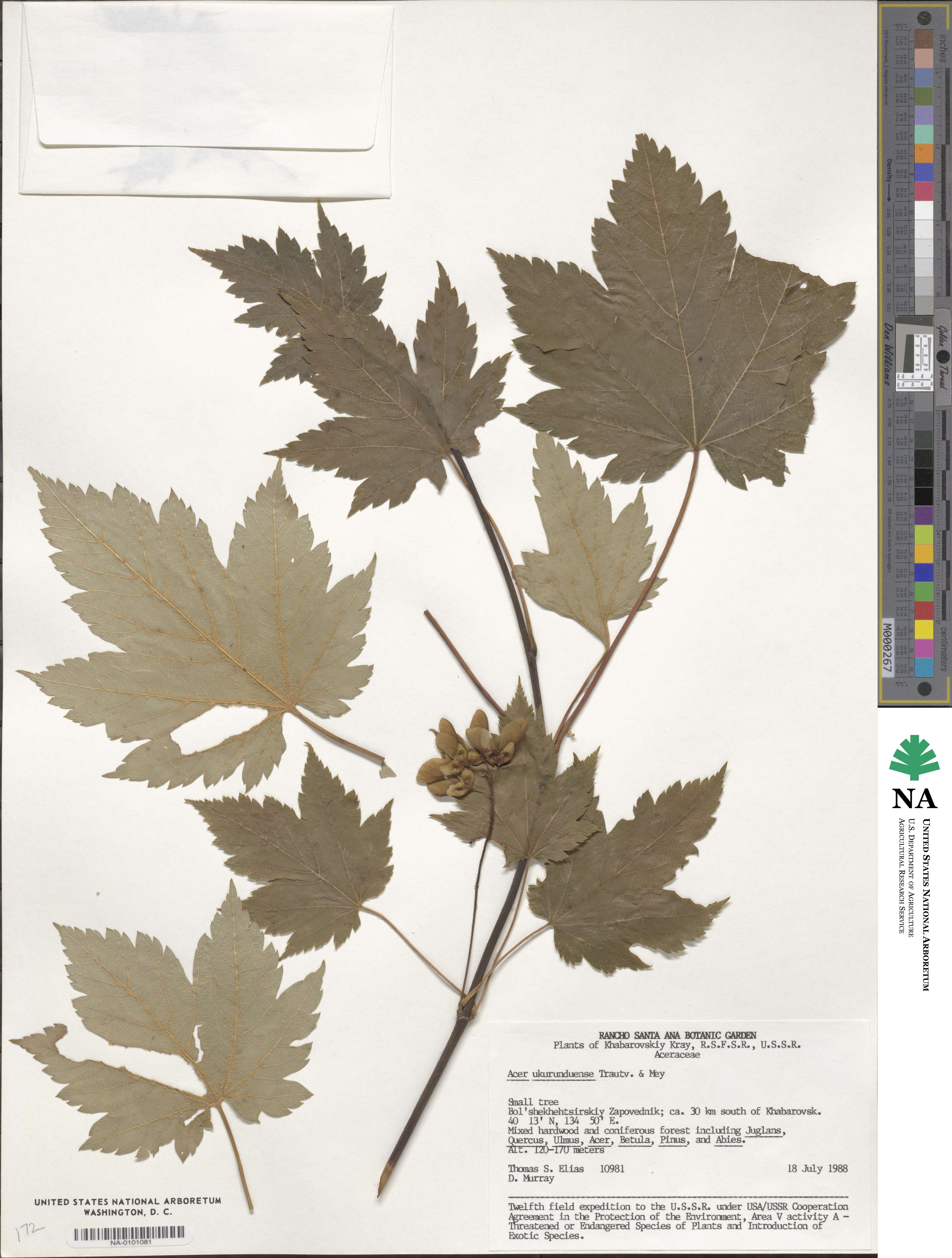 Acer ukurunduense image