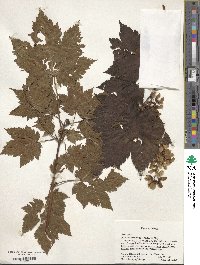 Acer ukurunduense image