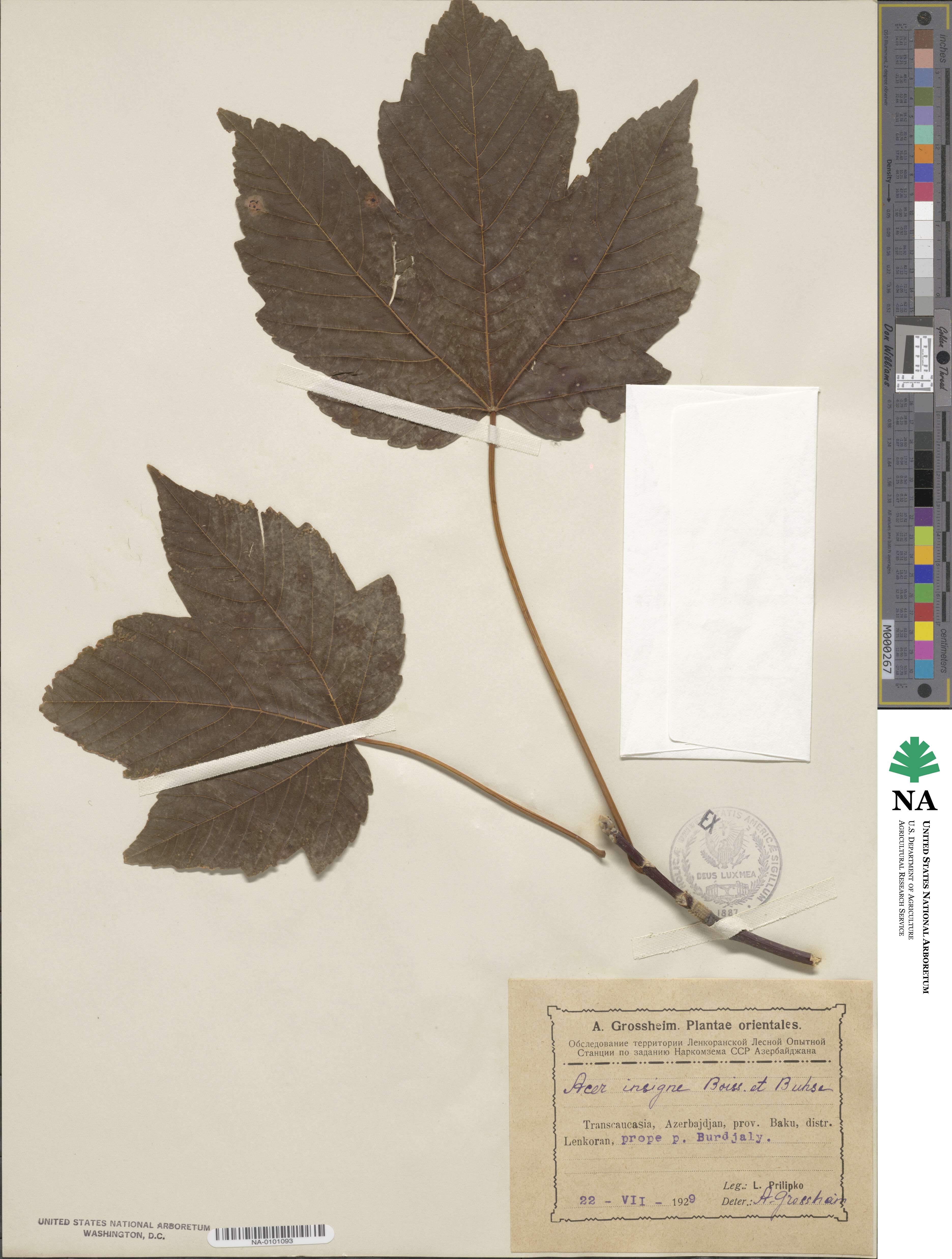 Acer velutinum image