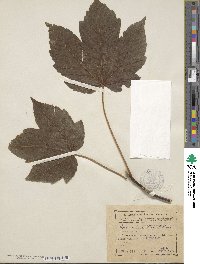 Acer velutinum image